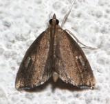 4951, Perispasta caeculalis, Titian Peale's Crambid