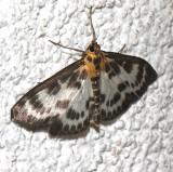 4952 Small Magpie