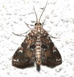 5226, Palpita magniferalis