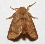 4667, Apoda inversum, Yellow-collared Slug