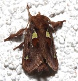 4697, Spiny Oak-Slug Moth