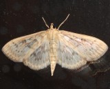 5275, Herpetogramma pertextalis, Bold-feathered Grass Moth