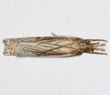 5363, Crambus saltuellus , Pasture Grass Veneer