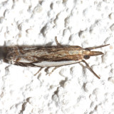 5362, Double-banded Grass veneer, dorsal