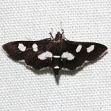 5160, Desmia maculalis, White-headed Grape Leafroller