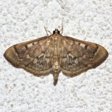 5277, Zigzag Herpetogramma Moth