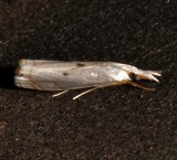 5419, Microcrambus biguttellus, Gold-stripe Grass-veneer