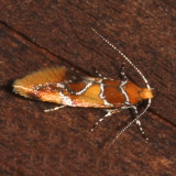 1046 Epicallima argenticinctella Orange-headed Epicallima