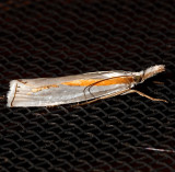 5365, Crambus girardellis, Girard's Grass-veneer