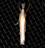 5365, Crambus girardellis, Girard's Grass-veneer