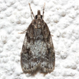 4718, Scoparia cineromedia
