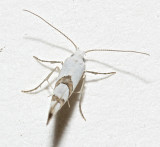 2467, Argyresthia oreaselia, Cherry Shoot Borer