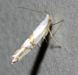 2467, Argyresthia oreaselia, Cherry Shoot Borer