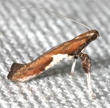 0639, Caloptilia stigmatella, Poplar Caloptilia