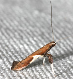 0639, Caloptilia stigmatella, Poplar Caloptilia