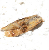 3769, Cochylis bucera
