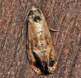 3837, Rolandylis maiana, Kearfott's Rolandylis