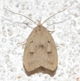 0951, Machimia tentoriferalla, Gold-striped Leaftier