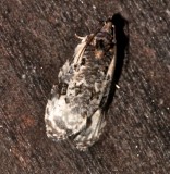 2763, Apotomis albeolana