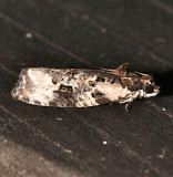 2763, Apotomis albeolana