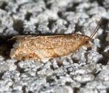 3688, Clepsis peritana, Garden Torix