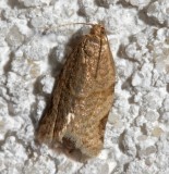 3688, Clepsis peritana, Garden Torix