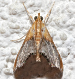 4895, Chalcoela iphitalis, Sooty-winged Chalcoela