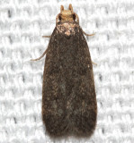1140, Glyphidocera lithodoxa