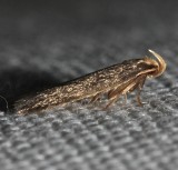 1140, Glyphidocera lithodoxa