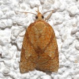 3720, Cenopis reticulatana
