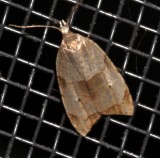 3747, Coelostathma discopunctana, The Barman Moth