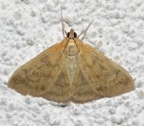 4967, Hahnacappsia mancalis