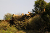 2808 Lions on ridge.jpg