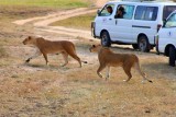 3058 Stalking female lions.jpg