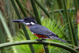 3308 Kingfisher Naivasha.jpg