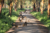 3561 Baboons Nakuru.jpg
