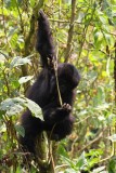 5129 Climbing Gorilla.jpg