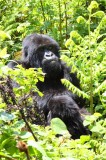 5157 Mother Gorilla.jpg