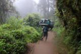 6182 Porter Rainforest Kili.jpg