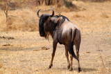 6278 Wildebeest Tarangire.jpg