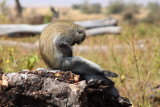 6731 Vervet Monkey Ngorongoro.jpg
