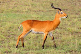 4571 Impala QE Nat Park.jpg