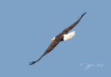 Bald Eagle Mason Neck SP , Va