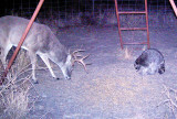 Eight point and racoon