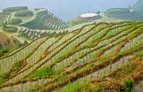 Rice Terraces, Longsheng