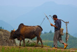 A Farmer and his Ox, Longsheng