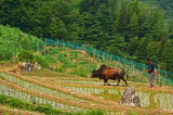 A Farmer and his Ox, Longsheng