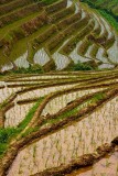 Rice Terraces, Longsheng