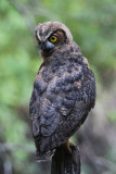 Juvenile - July 17, 2011