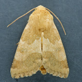 11131 Schinia mortua